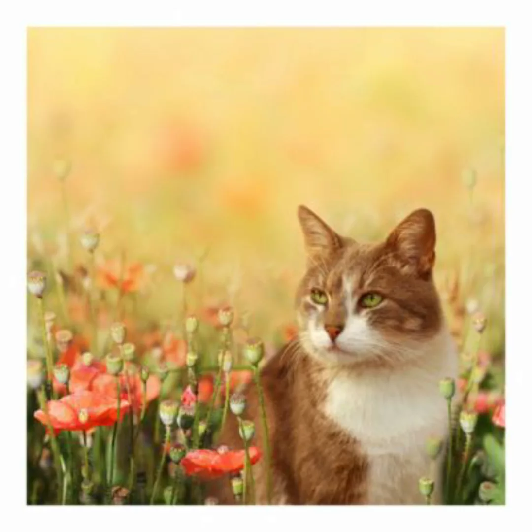 Bilderwelten Kindertapete Katze im Mohnfeld pastell Gr. 288 x 288 günstig online kaufen