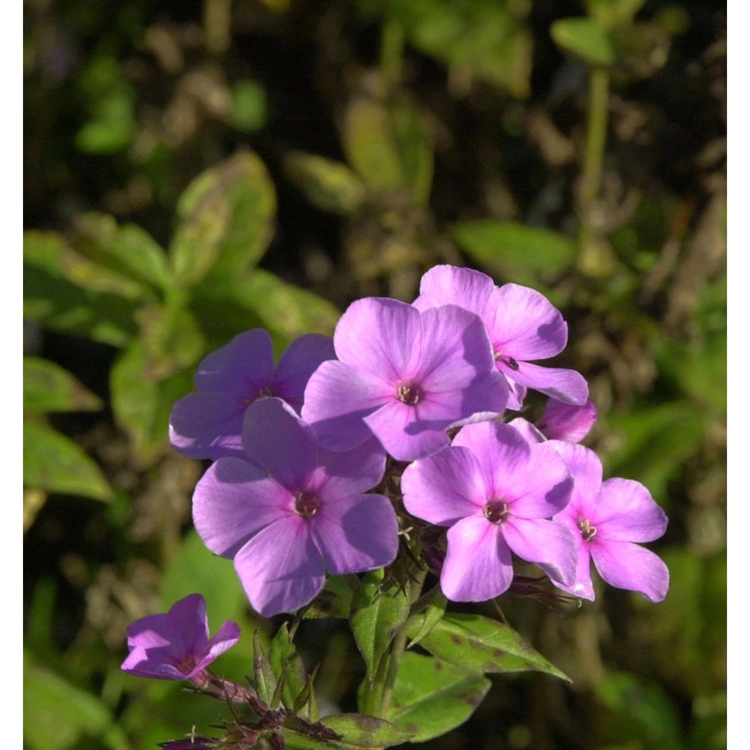 Frühsommer Phlox Anja - Phlox arendsii günstig online kaufen