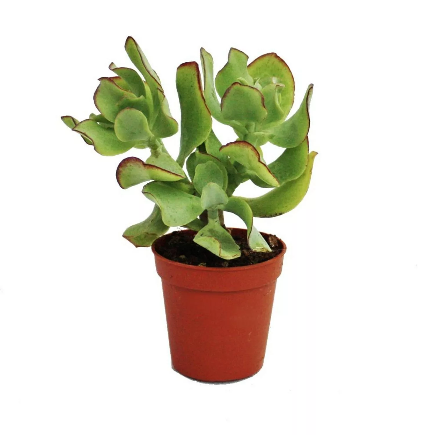 Exotenherz Crassula Arborescens Mittelgrosse Pflanze im 8,5cm Topf günstig online kaufen