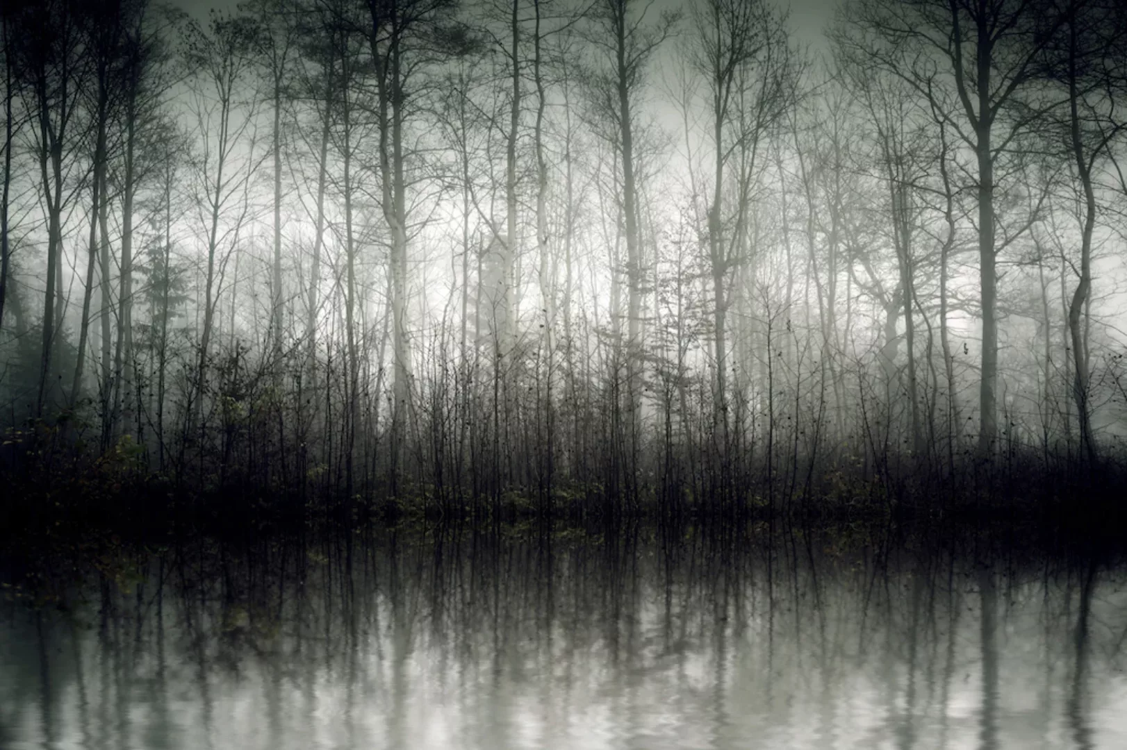 queence Leinwandbild "Der Nebel", Bäume-Baumbilder, (1 St.), Akustikbild mi günstig online kaufen