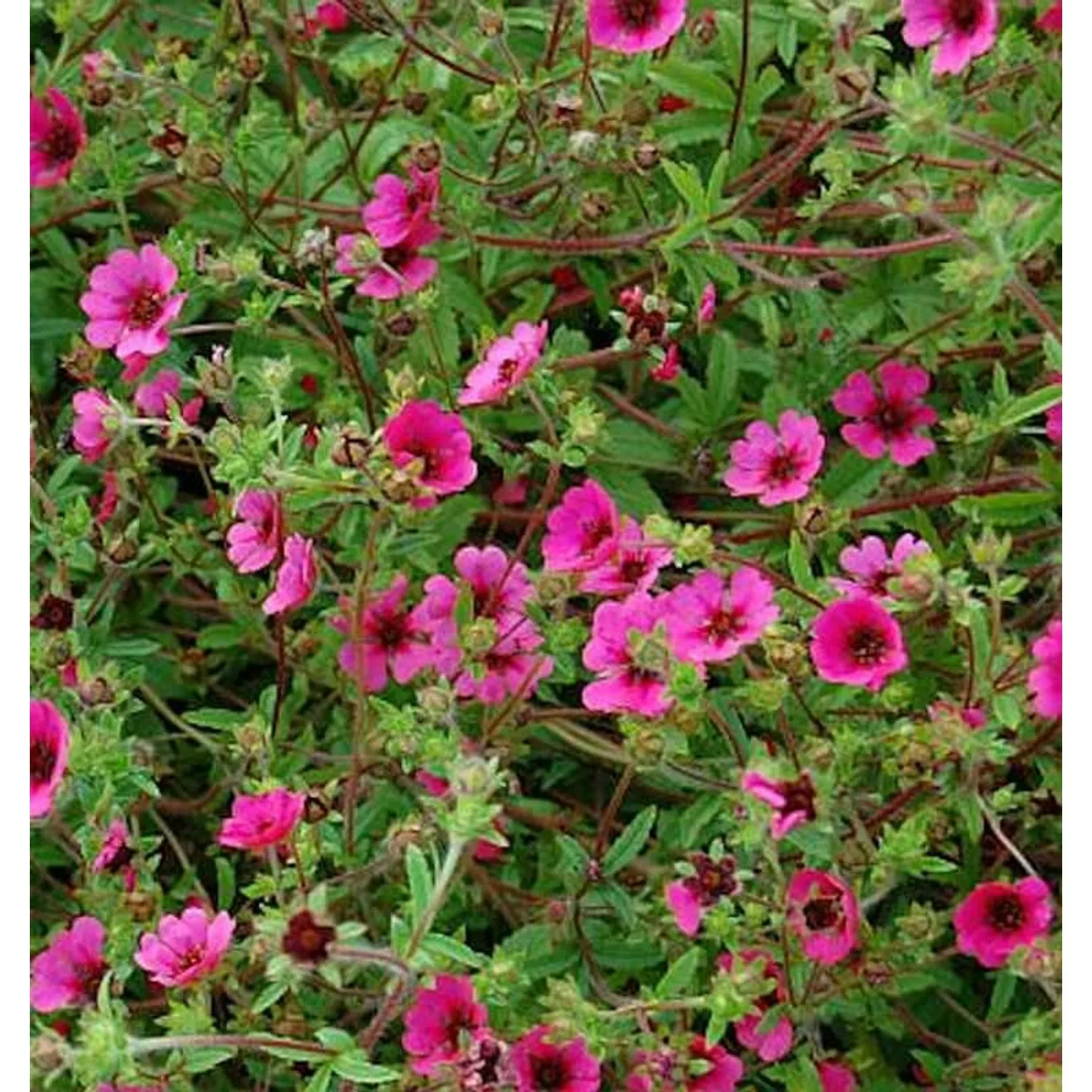 Fingerkraut Ron Mc Beath - Potentilla nepalensis günstig online kaufen