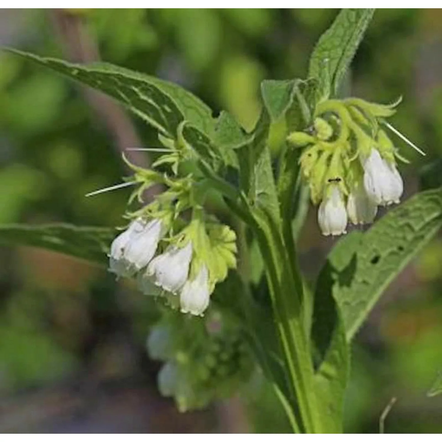 Echter Beinwell Weiß - Symphytum officinale günstig online kaufen