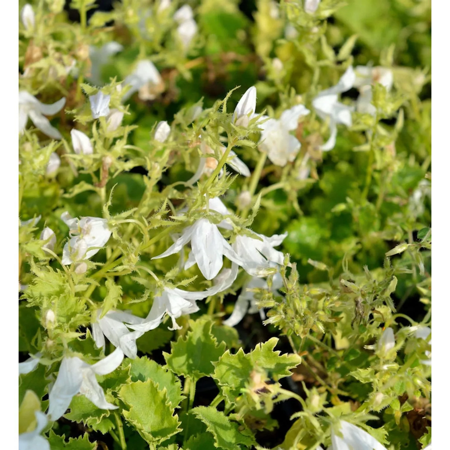 Glockenblume Schneeranke - Campanula poscharskyana günstig online kaufen