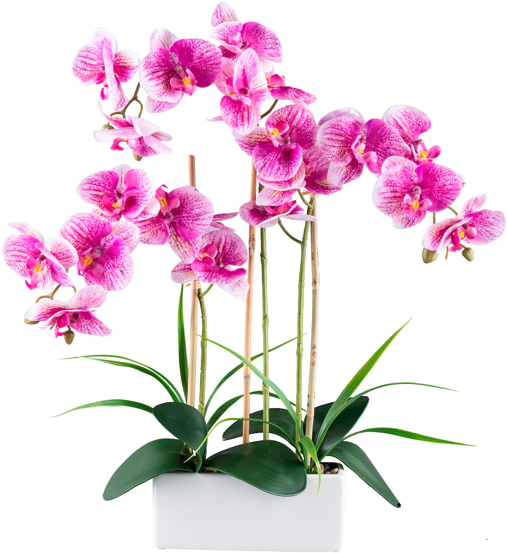 Creativ green Kunstorchidee "Orchidee Phalaenopsis", mit Graszweigen arrang günstig online kaufen