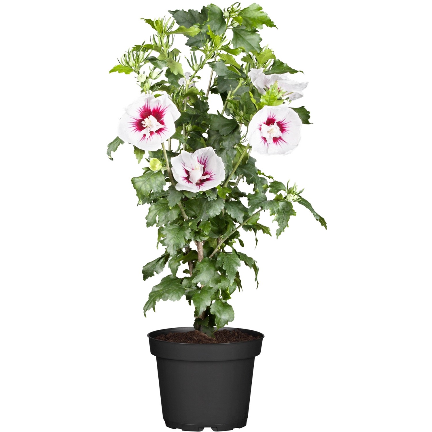 OBI Roseneibisch Rosa Höhe ca. 30 - 40 cm Topf ca. 3 l Hibiscus günstig online kaufen