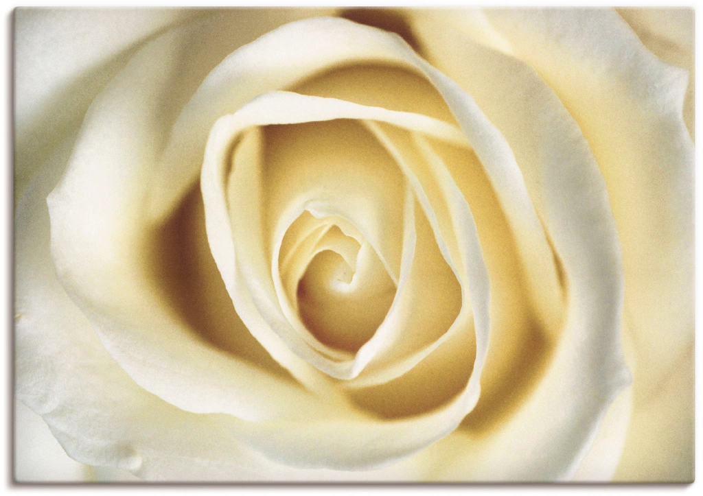 Artland Wandbild »Weiße Rose«, Blumen, (1 St.), als Alubild, Outdoorbild, L günstig online kaufen