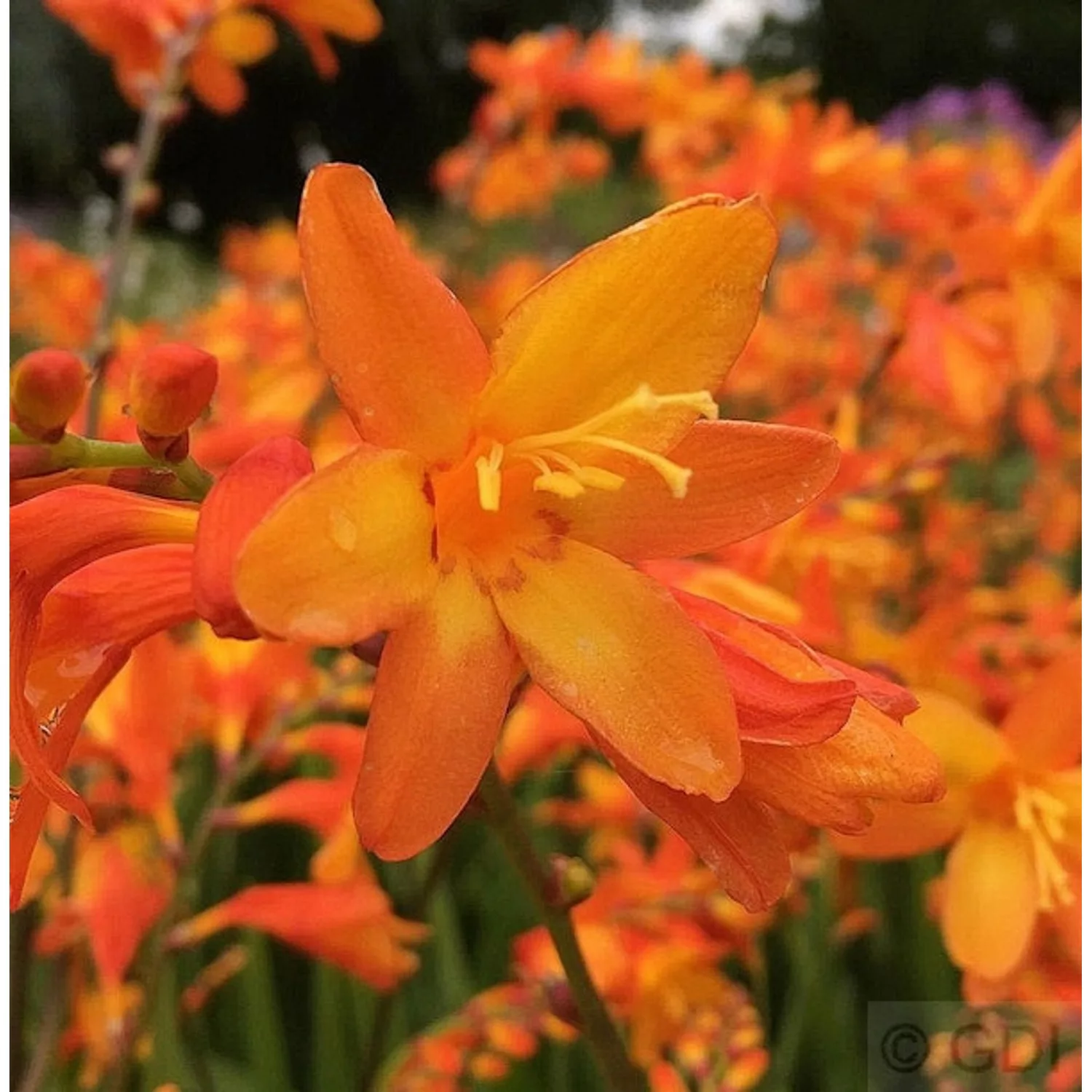 Garten Monbretie Babylon - Crocosmia crocosmiiflora günstig online kaufen