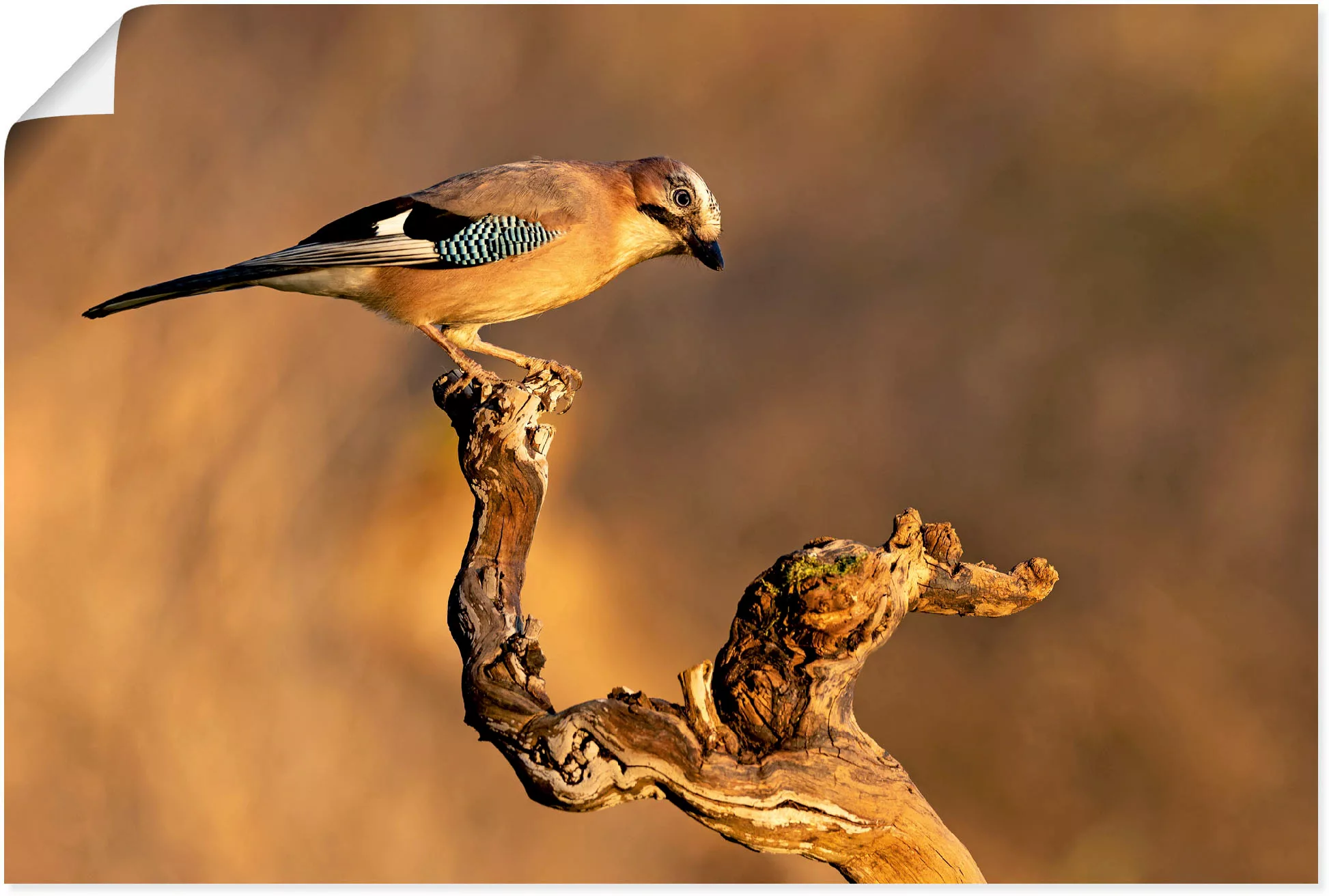 Artland Wandbild »Eichelhäher«, Vogelbilder, (1 St.) günstig online kaufen