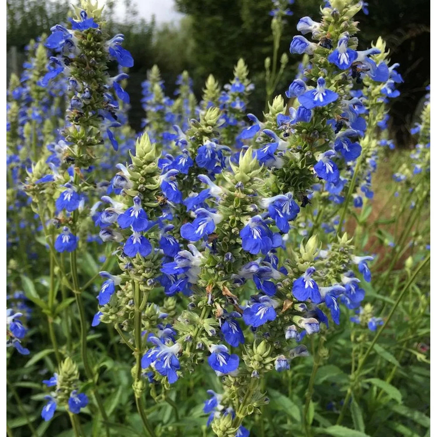 Pfeffer Salbei - Salvia uliginosa günstig online kaufen