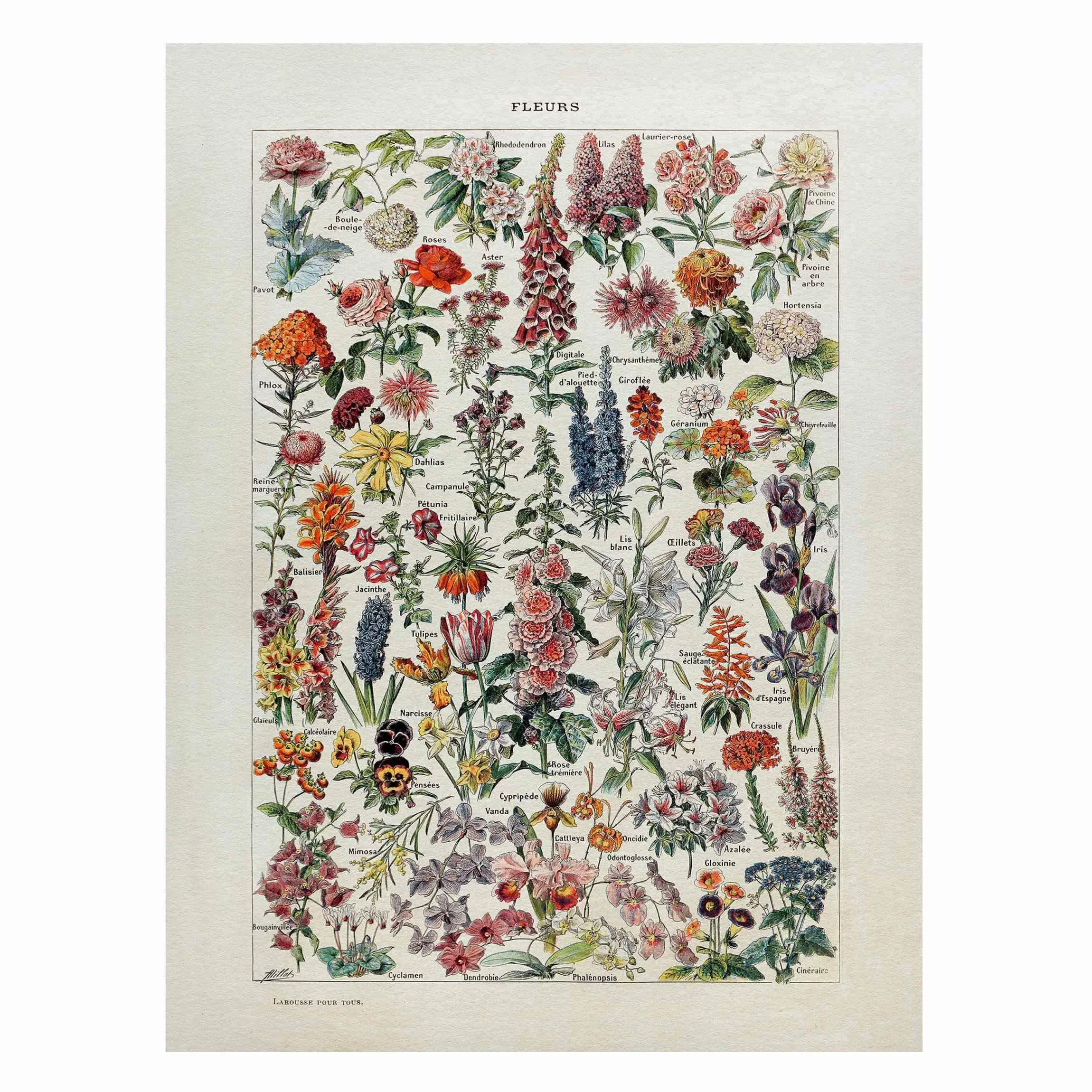 Magnettafel Blumen - Hochformat 3:4 Vintage Lehrtafel Blumen V günstig online kaufen