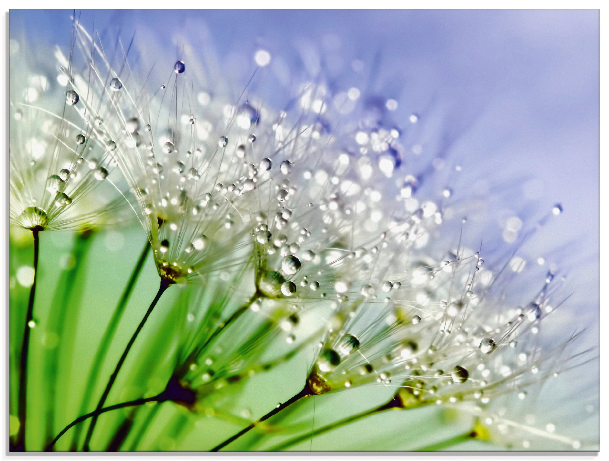 Artland Glasbild »Glitzernde Pusteblume«, Blumen, (1 St.), in verschiedenen günstig online kaufen