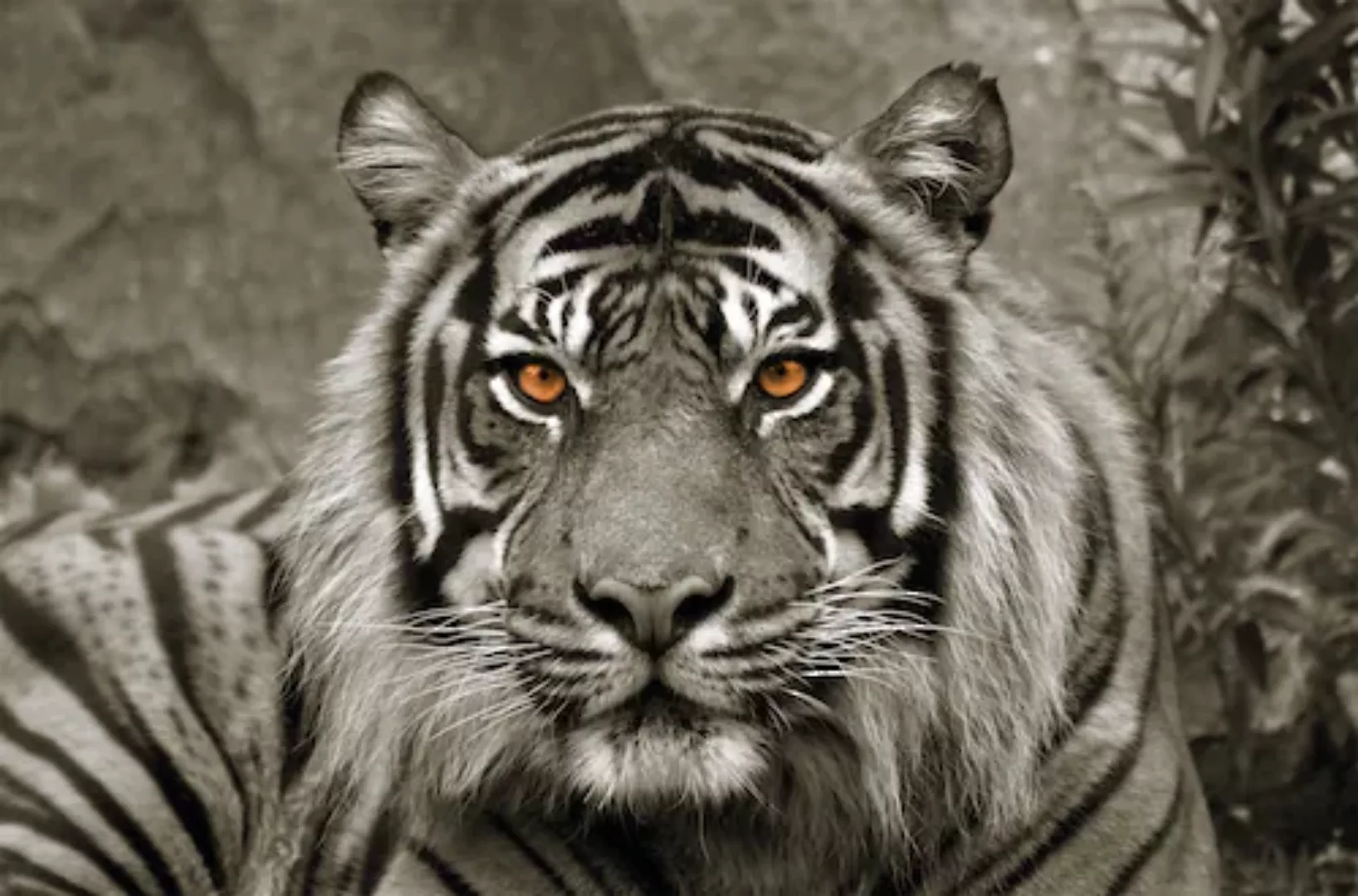 Bönninghoff Keilrahmenbild Tiger B/L: ca. 118x78 cm günstig online kaufen