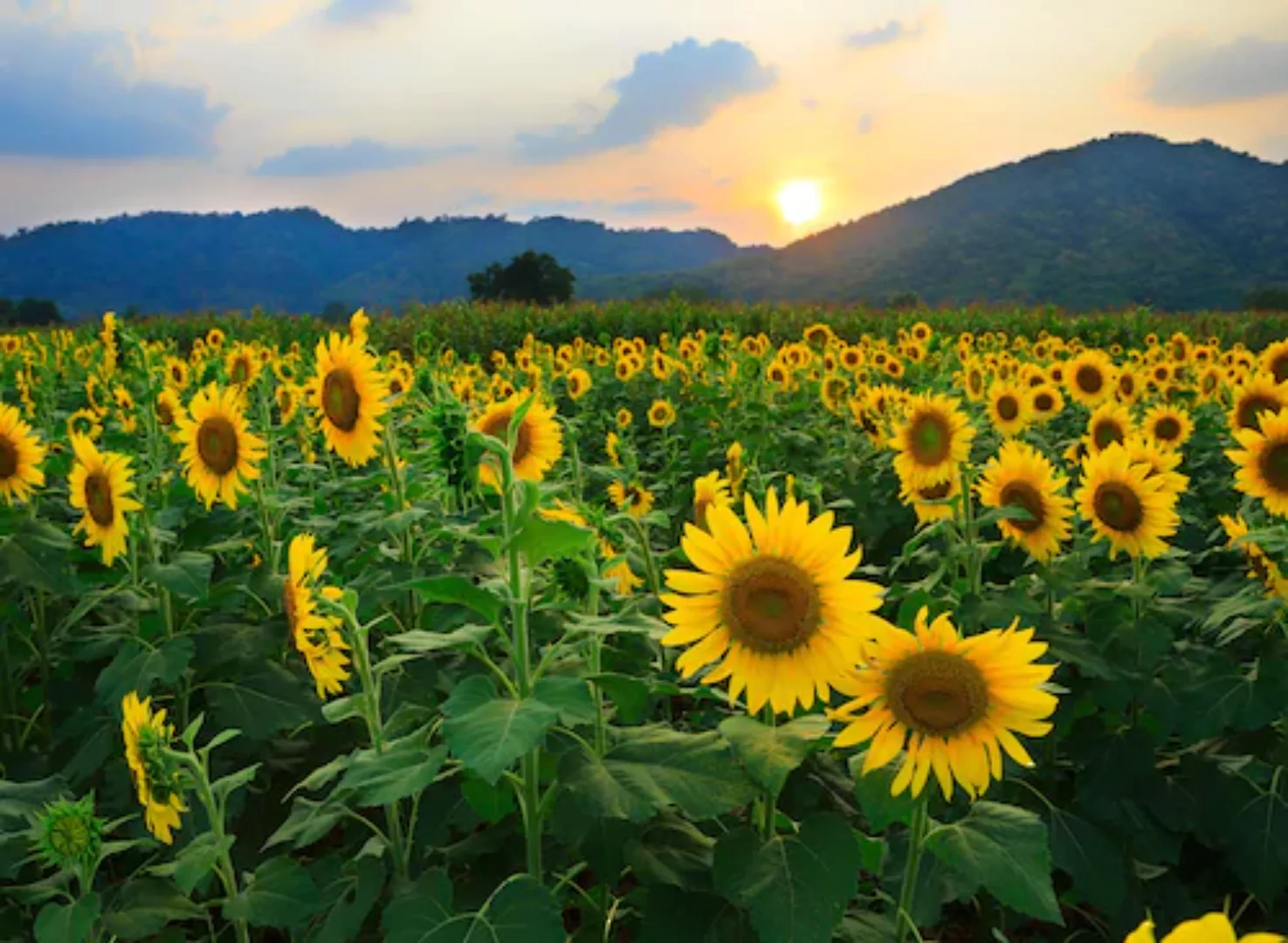 Papermoon Fototapete »Sunflower Field« günstig online kaufen