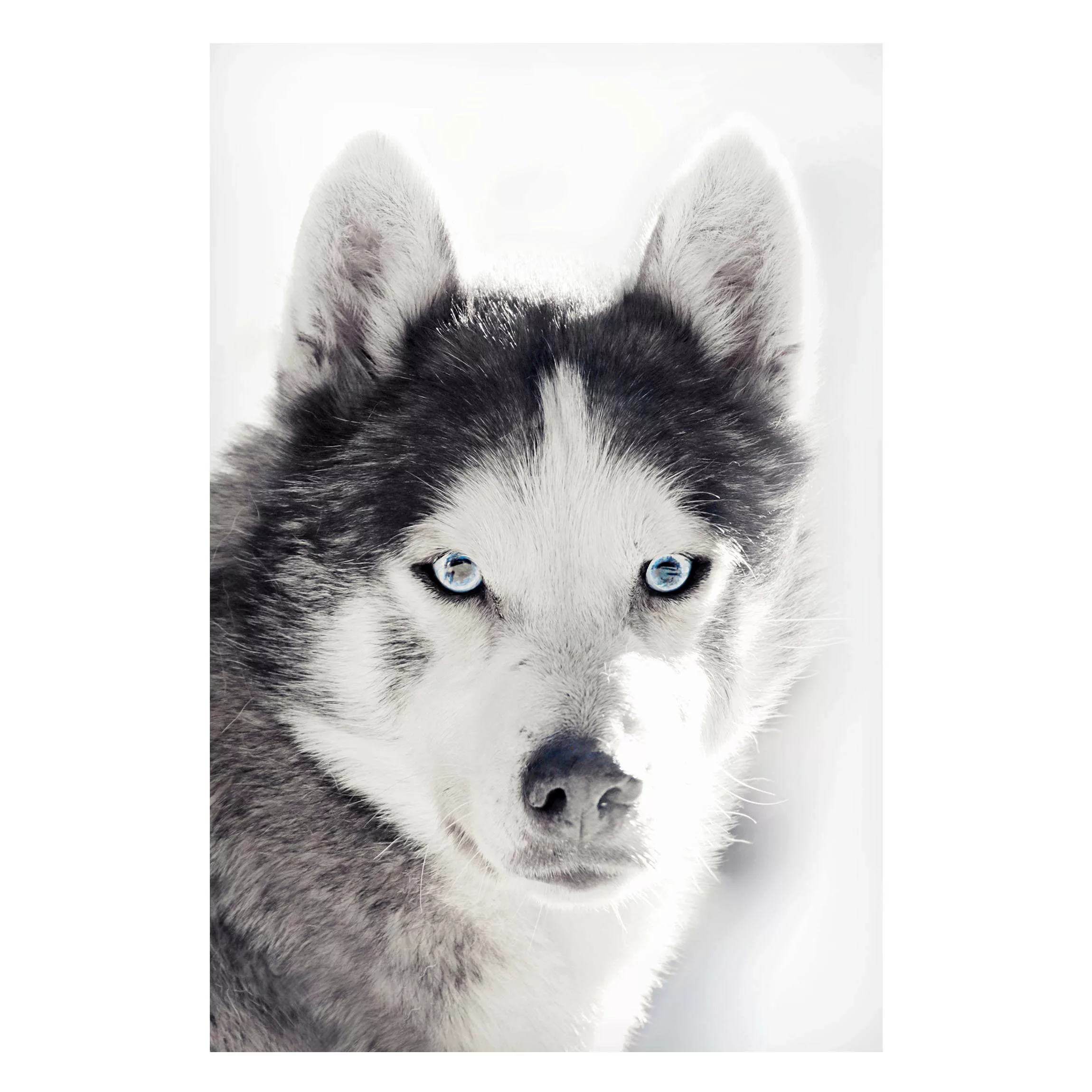 Magnettafel Husky Portrait günstig online kaufen