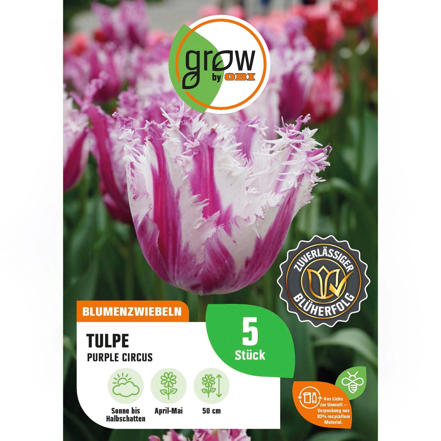 GROW by OBI Tulpe Purple Circus weiß-lila 5 Stück Tulipa fringed Purple Cir günstig online kaufen