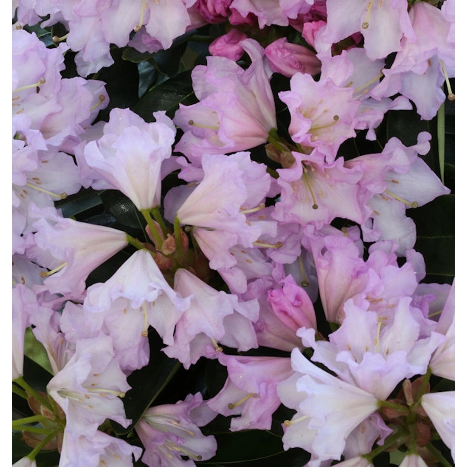 Großblumige Rhododendron Dufthecke Rosa 30-40cm - Alpenrose günstig online kaufen