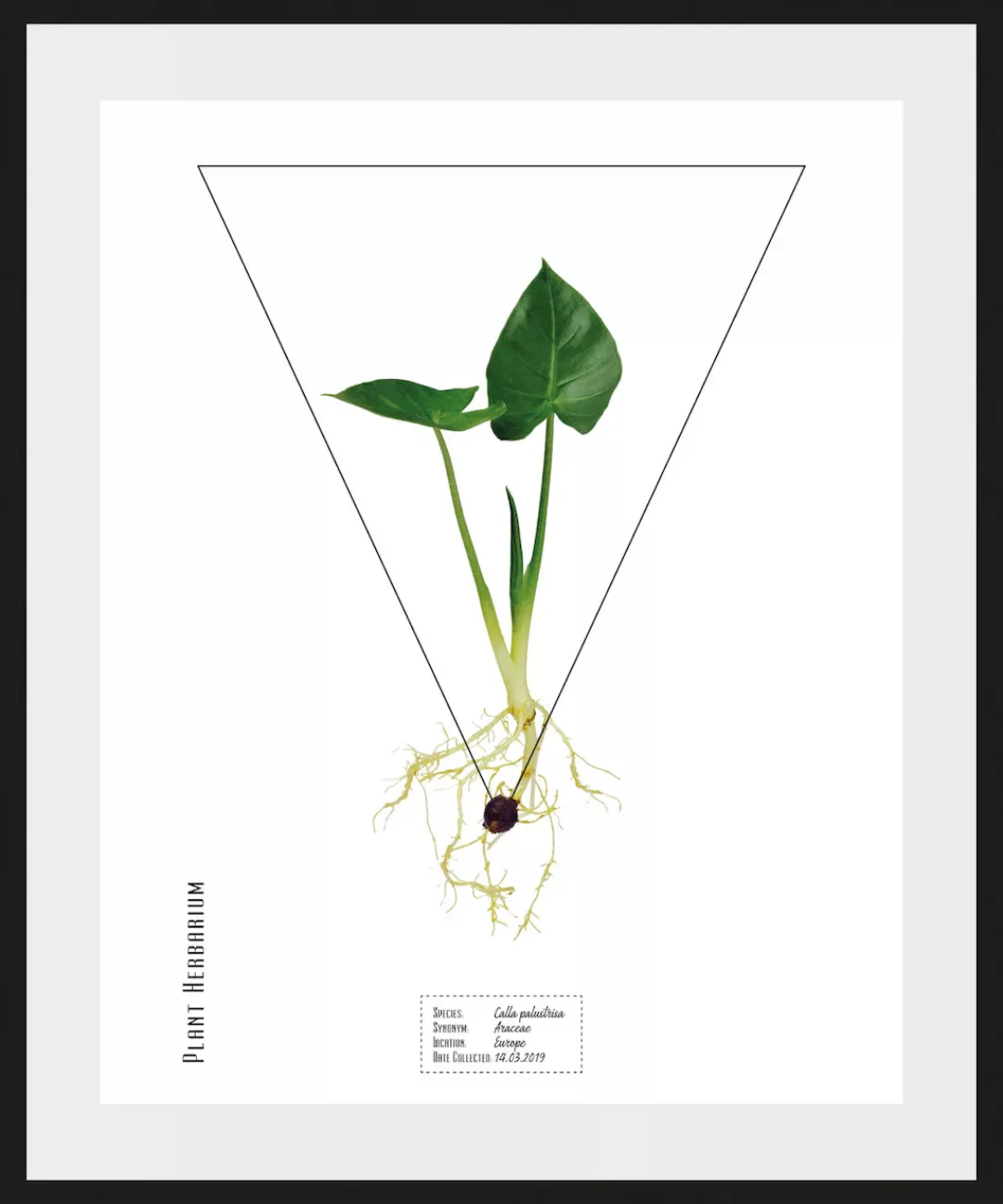 queence Bild "Calla palustrisa", (1 St.) günstig online kaufen