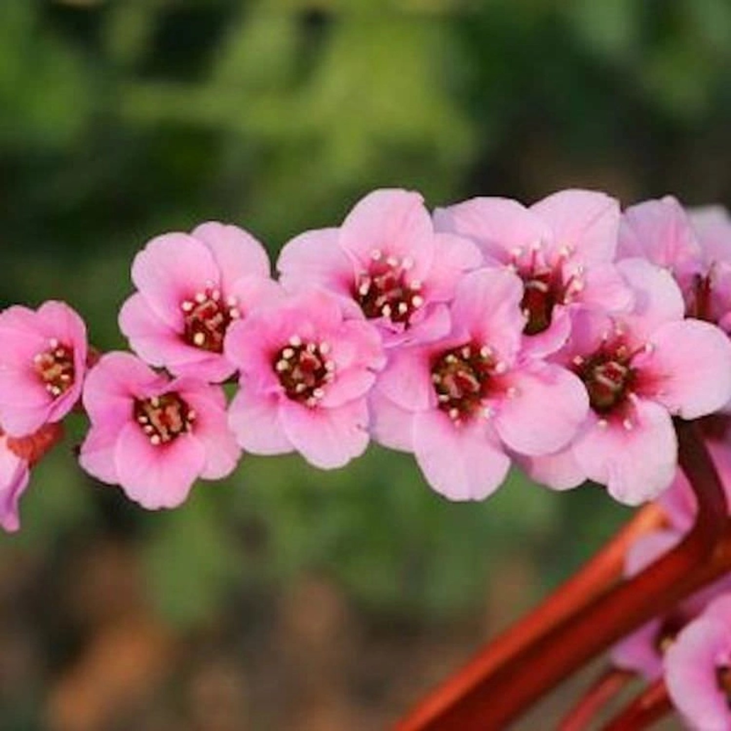 Bergenie Morgenröte - Bergenia cordifolia günstig online kaufen