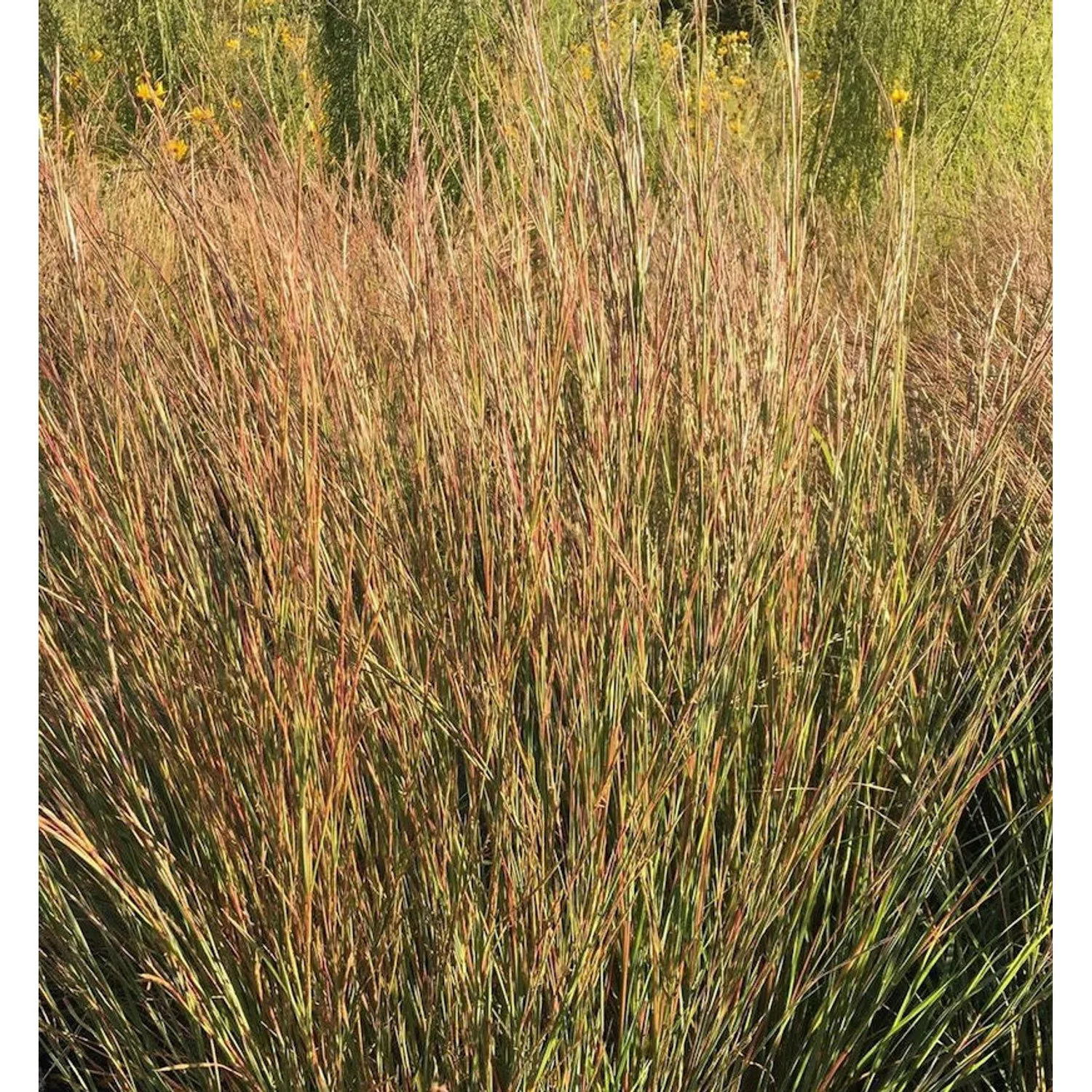 Bartgras Cairo - Schizachyrium scoparium günstig online kaufen