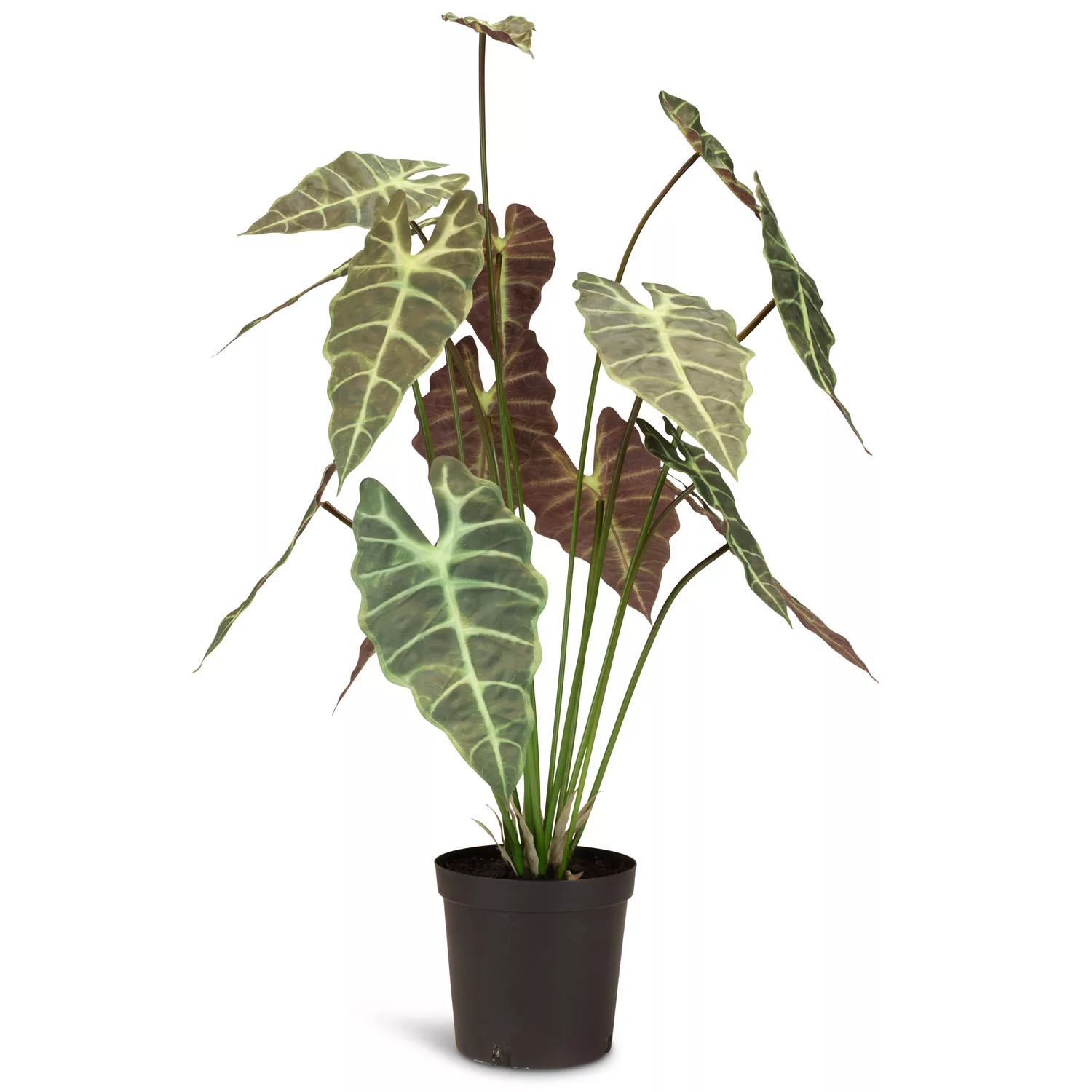 Alocasia - Elefantenohr Kunstpflanze 98 cm günstig online kaufen