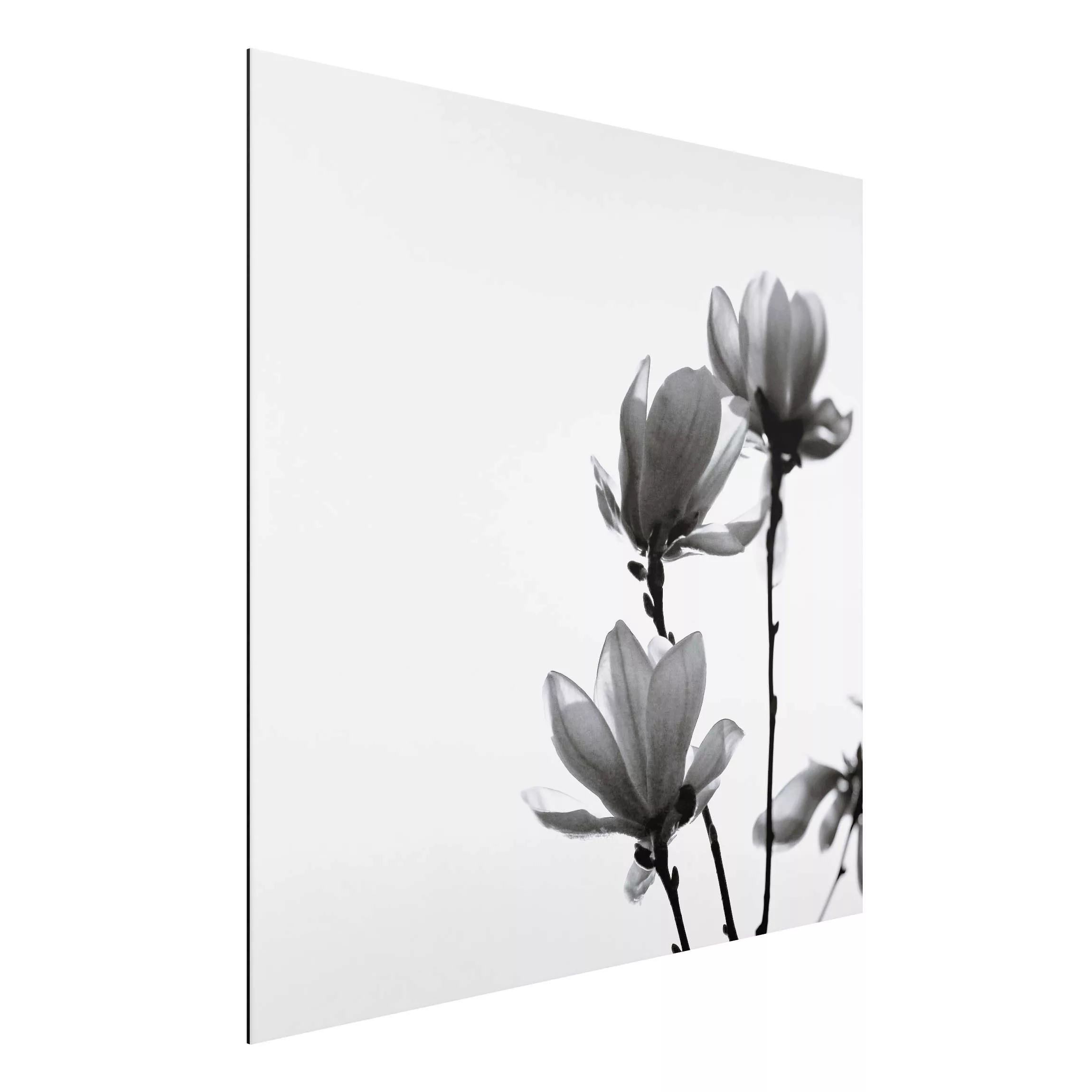 Alu-Dibond Bild Frühlingsbote Magnolie Schwarz Weiß günstig online kaufen