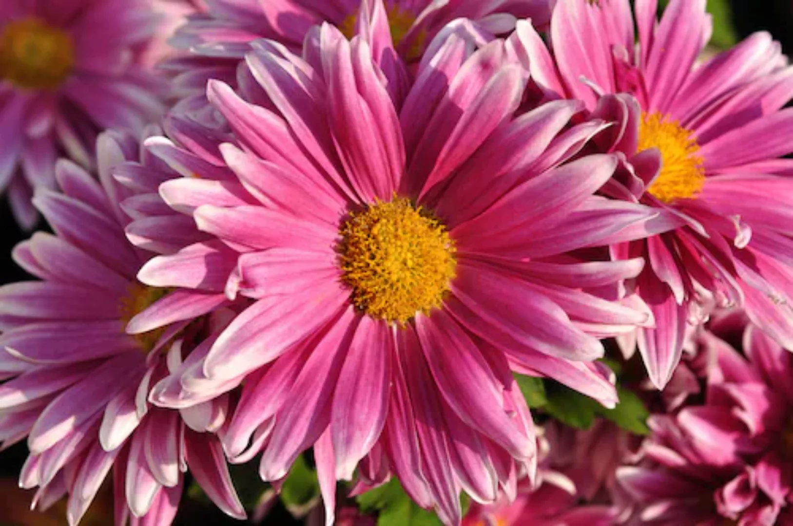 Papermoon Fototapete »Blume« günstig online kaufen