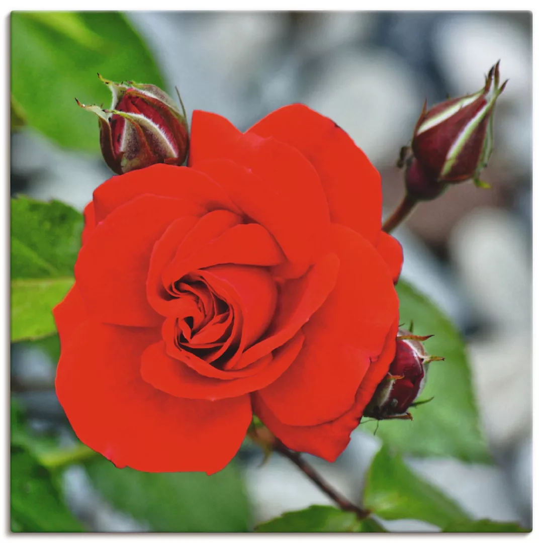 Artland Wandbild "Rote Rosenblüte mit Knospen", Blumen, (1 St.) günstig online kaufen