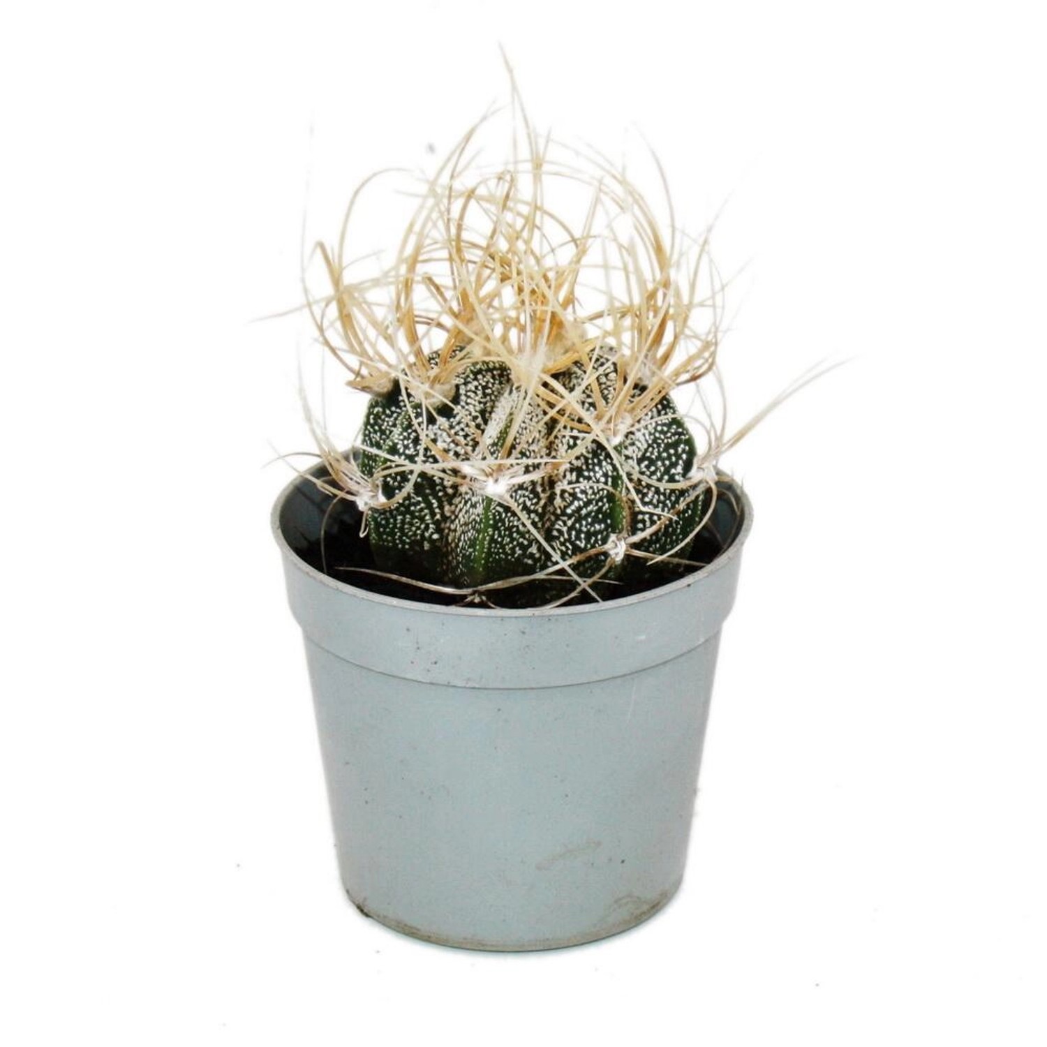 Exotenherz Astrophytum Capricorne Ziegenhorn-Bischofsmütze im 6,5cm Topf Ra günstig online kaufen