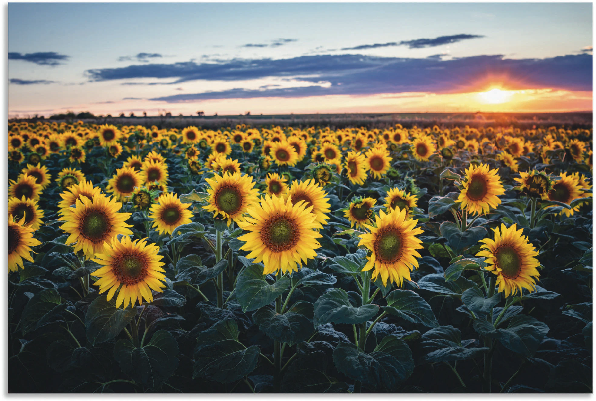 Artland Alu-Dibond-Druck "Sonnenblumenfeld, Sonne im Hintergrund", Blumenwi günstig online kaufen