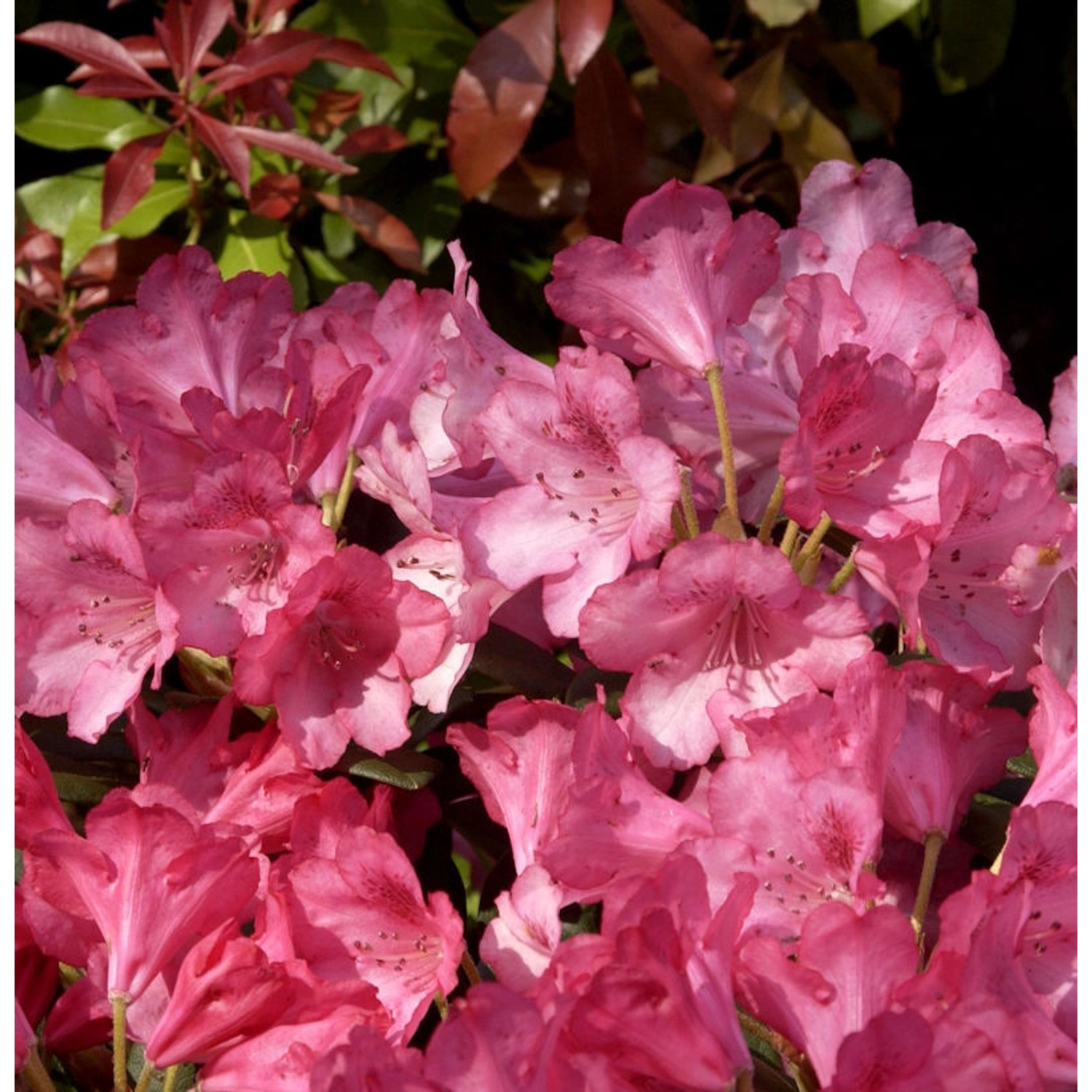 INKARHO - Rhododendron Kerstine 25-30cm - Alpenrose günstig online kaufen