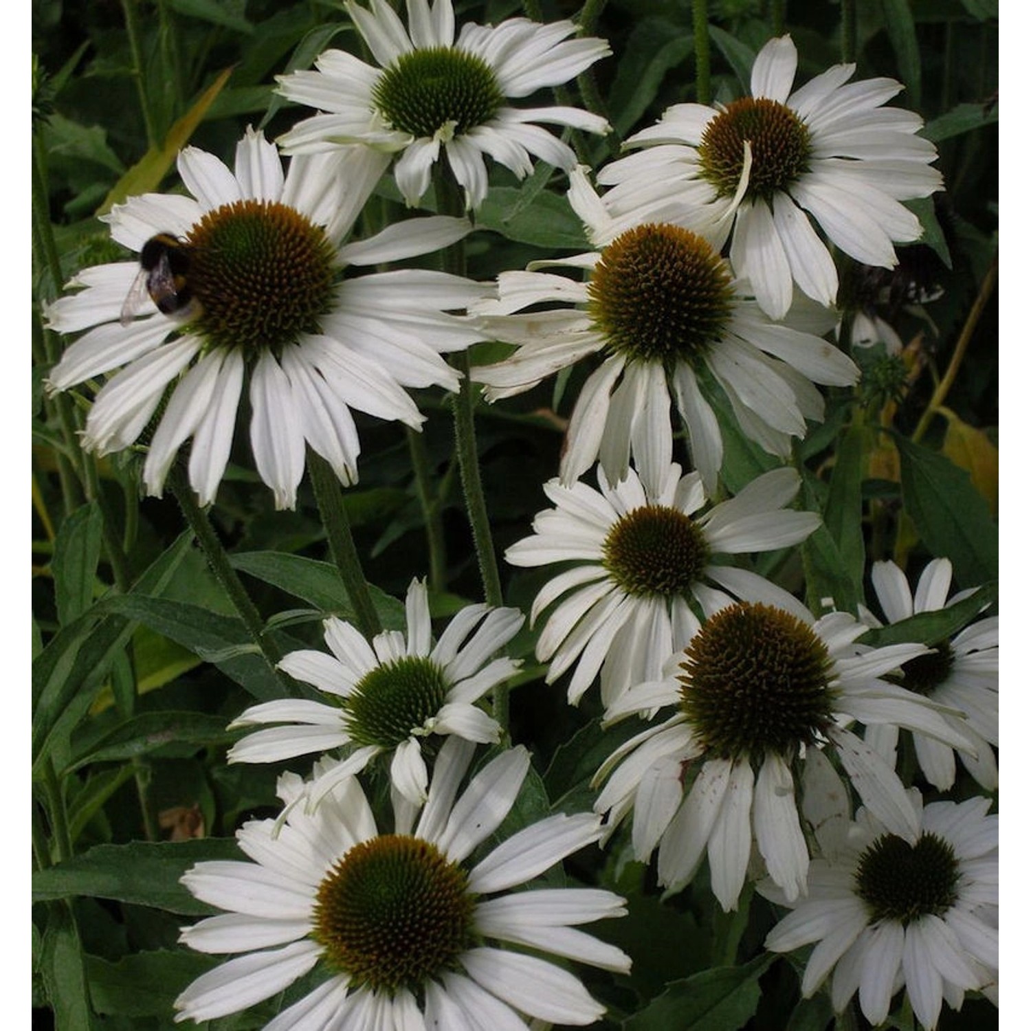 Sonnenhut Avalanche - Echinacea purpurea günstig online kaufen