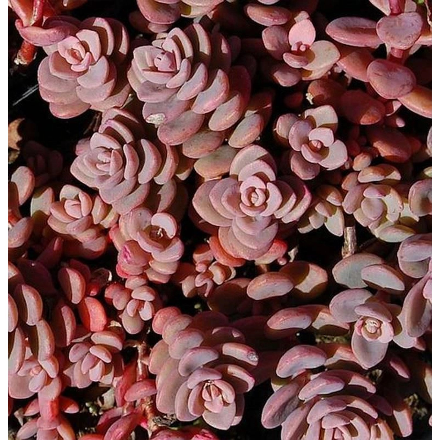 Fetthenne Rosenteppich - Sedum cyaneum günstig online kaufen