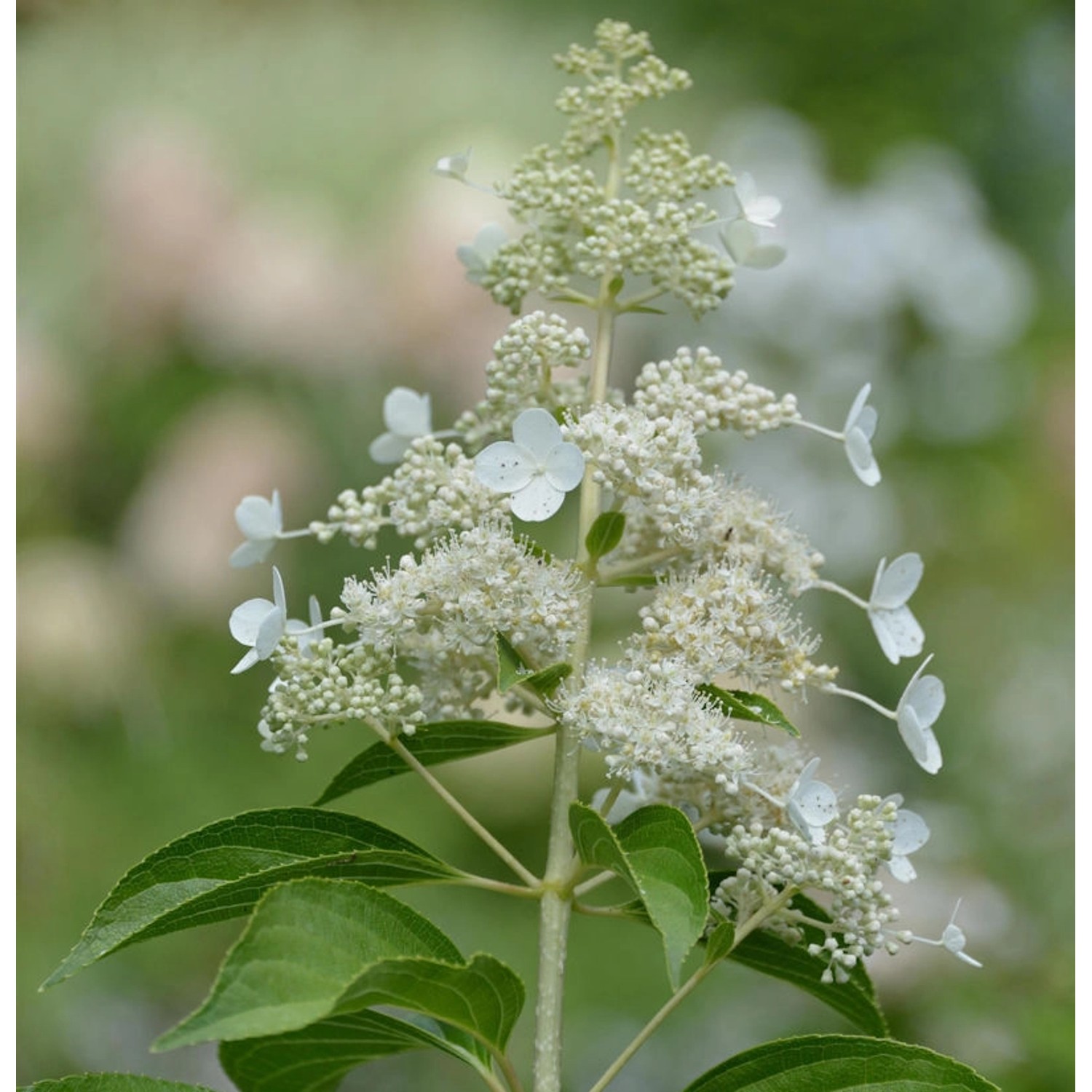 Rispenhortensie Kyushu 125-150cm - Hydrangea paniculata günstig online kaufen