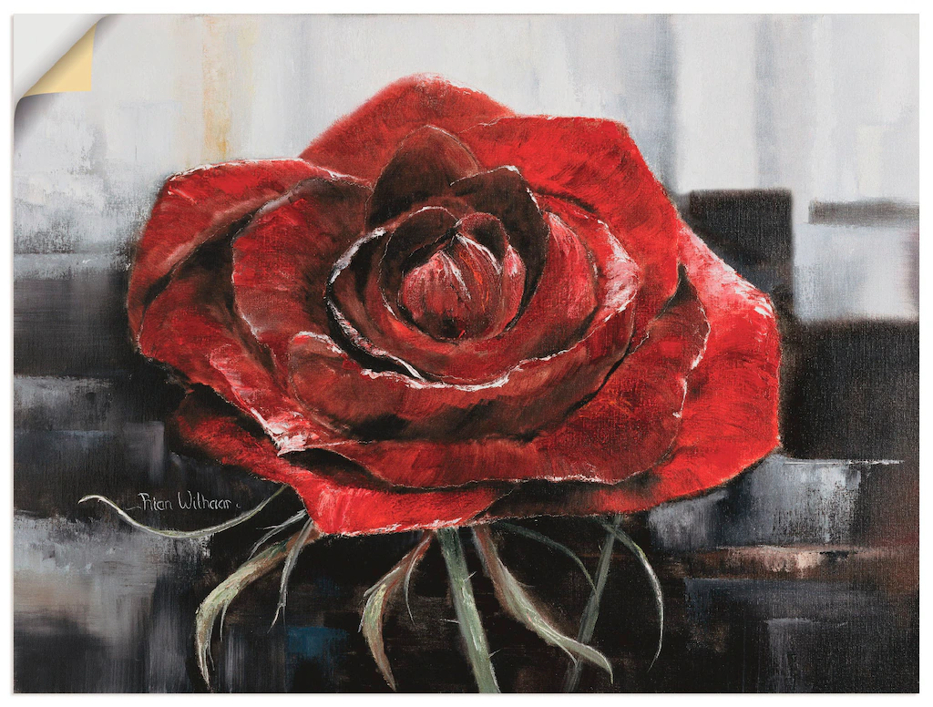 Artland Wandbild "Blühende rote Rose", Blumen, (1 St.), als Leinwandbild, P günstig online kaufen