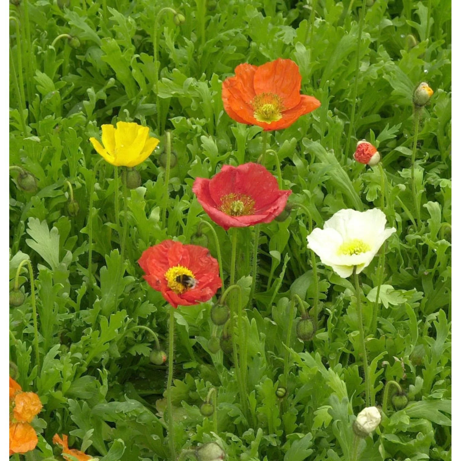 Islandmohn Farbmischung - Papaver nudicaule günstig online kaufen