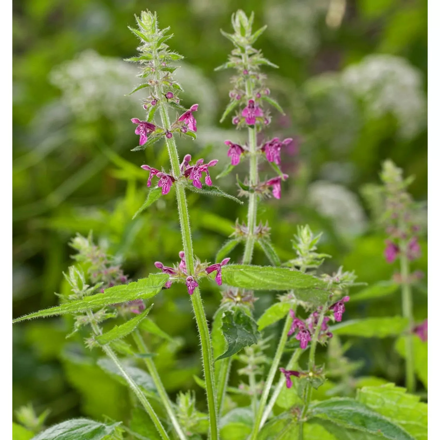 Wald-Ziest - Stachys sylvatica günstig online kaufen