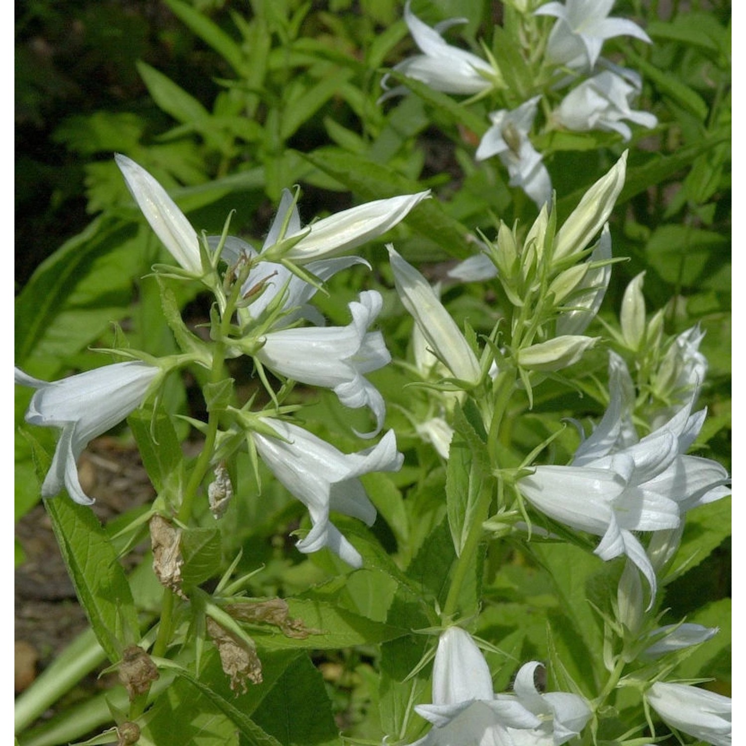 Waldglockenblume Alba - Campanula latifolia günstig online kaufen