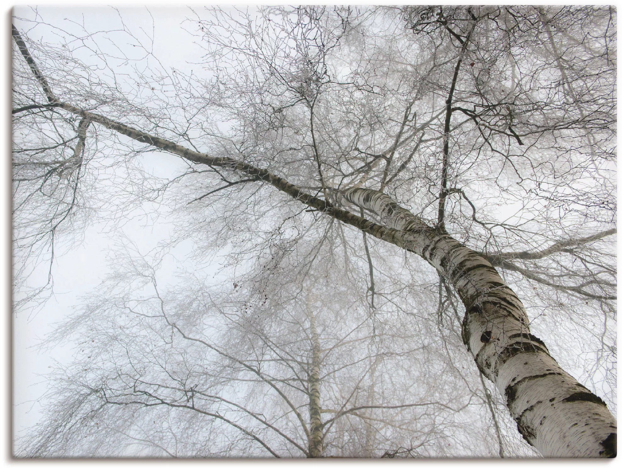 Artland Wandbild "Winter Birke", Bäume, (1 St.), als Leinwandbild, Wandaufk günstig online kaufen