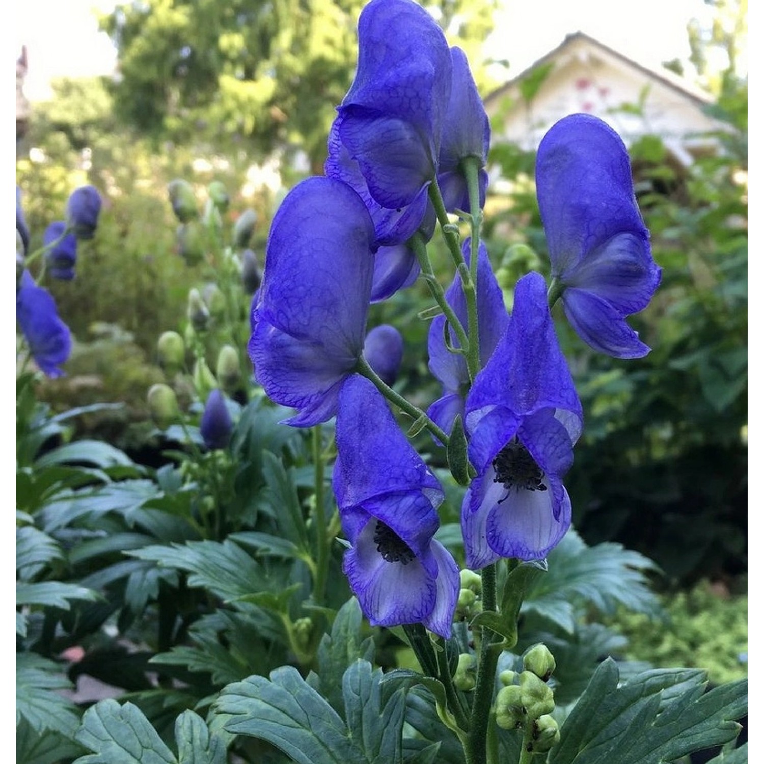 Herbst Eisenhut - Aconitum carmichaelii günstig online kaufen