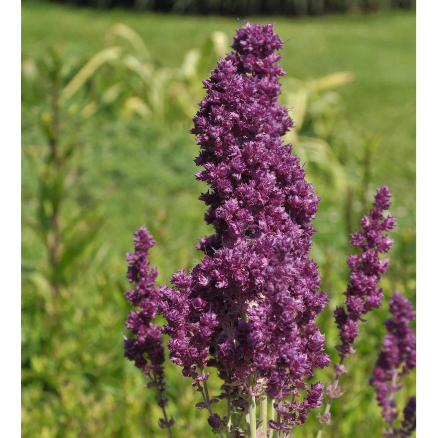 Salbei Plumosa - Salvia nemorosa günstig online kaufen