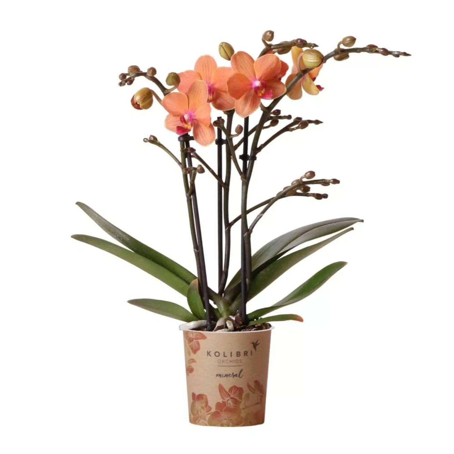 Kolibri Orchids Orange Phalaenopsis Orchidee Mineral Bolzano Topfgröße 9cm günstig online kaufen