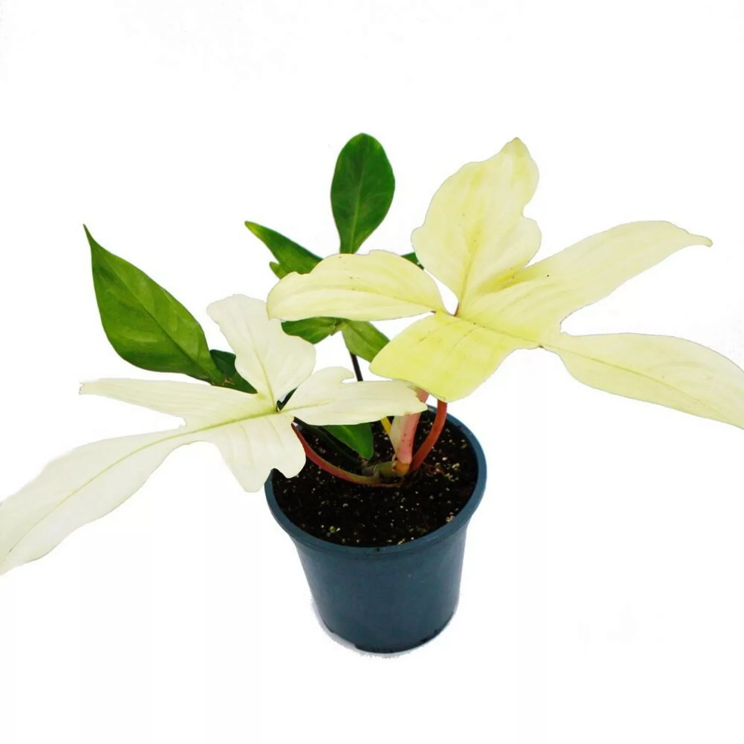 Exotenherz Philodendron Florida Ghost Geisterbaumfreund 19cm Topf günstig online kaufen