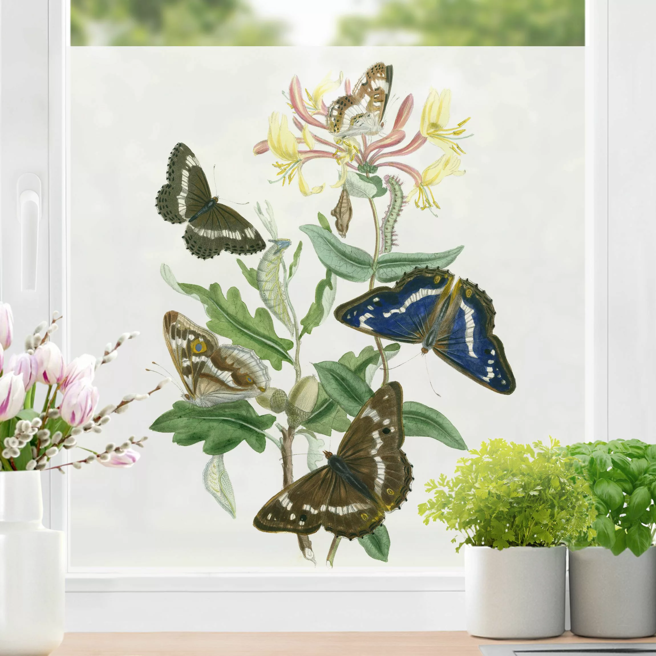 Fensterfolie Britische Schmetterlinge IV günstig online kaufen