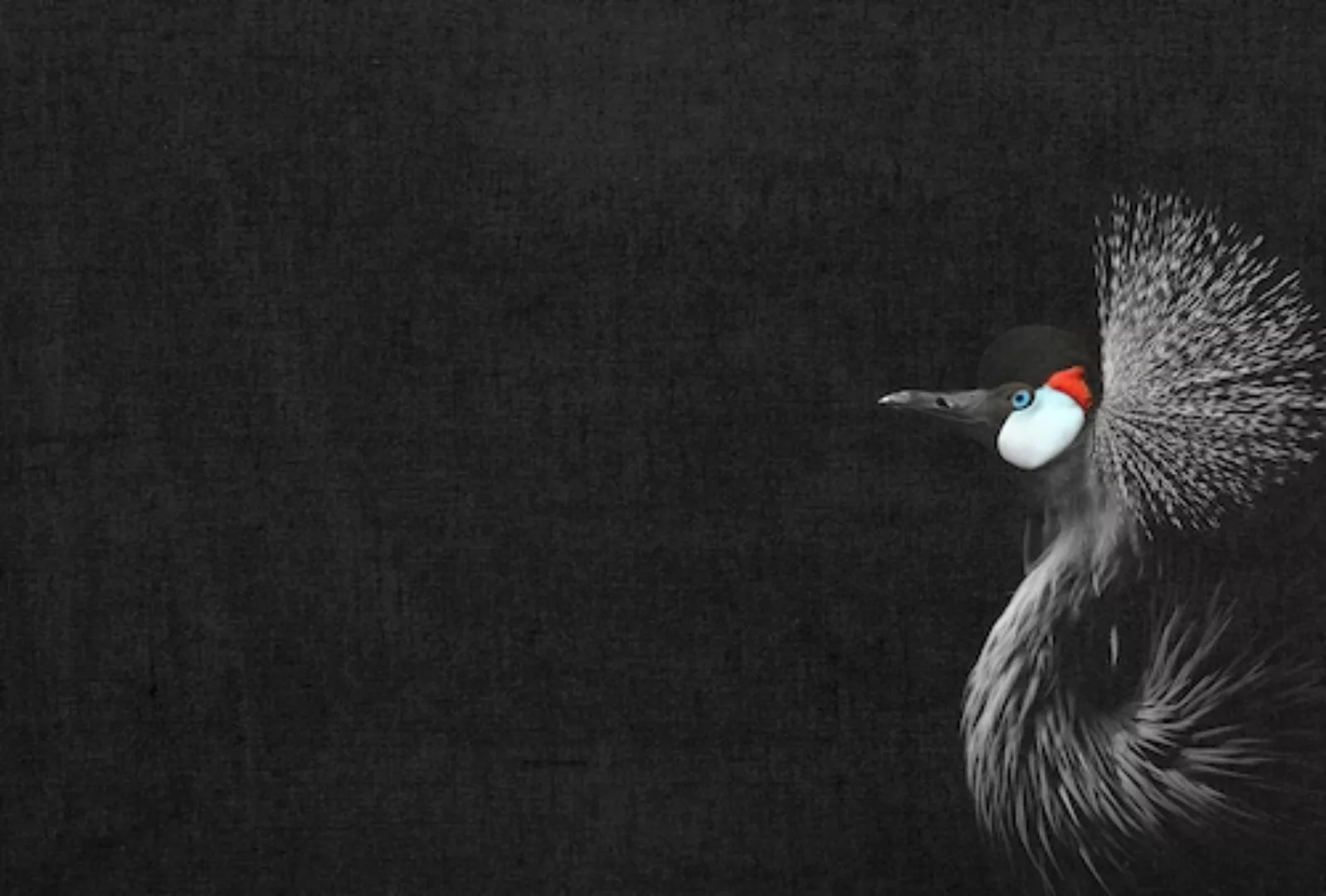 living walls Fototapete »ARTist Crowned Crane Black« günstig online kaufen