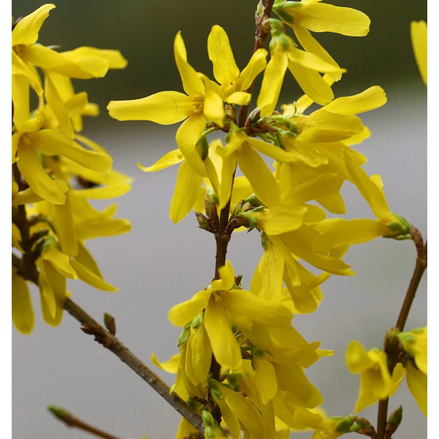 Goldglöckchen Spectabilis 40-60cm - Forsythia intermedia günstig online kaufen