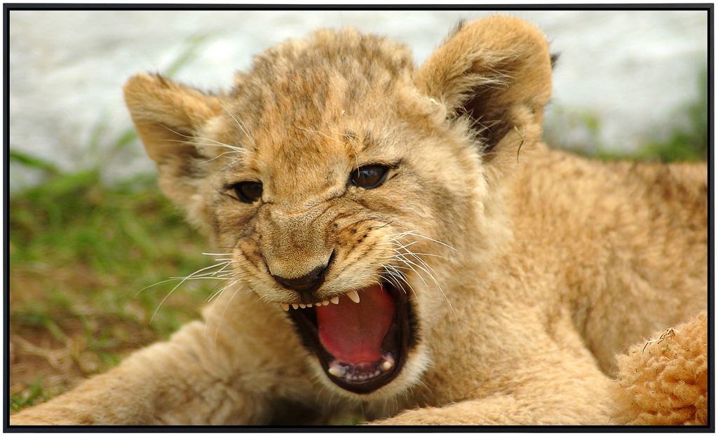 Papermoon Infrarotheizung »Löwenbaby«, sehr angenehme Strahlungswärme günstig online kaufen