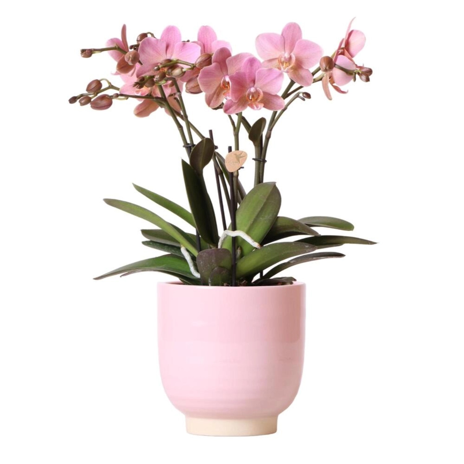 Kolibri Orchids AltRosa Phalaenopsis Orchidee Jewel Treviso in Rosa glasier günstig online kaufen