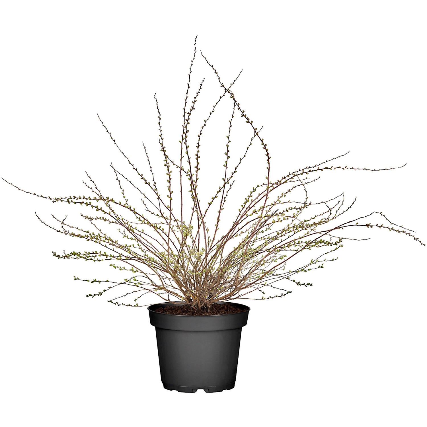 OBI Rispenspiere Grefsheim Weiß Höhe ca. 80 - 100 cm Topf ca. 7,5 l Spiraea günstig online kaufen