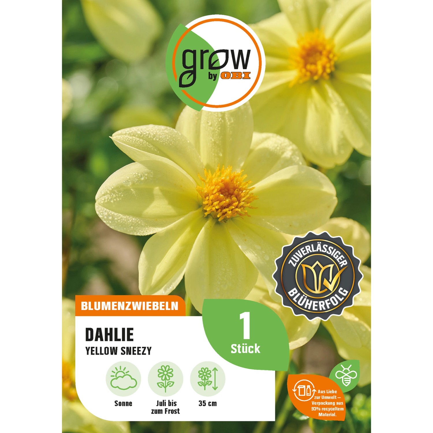 GROW by OBI Dahlie Yellow Sneezy Höhe ca. 35 cm günstig online kaufen