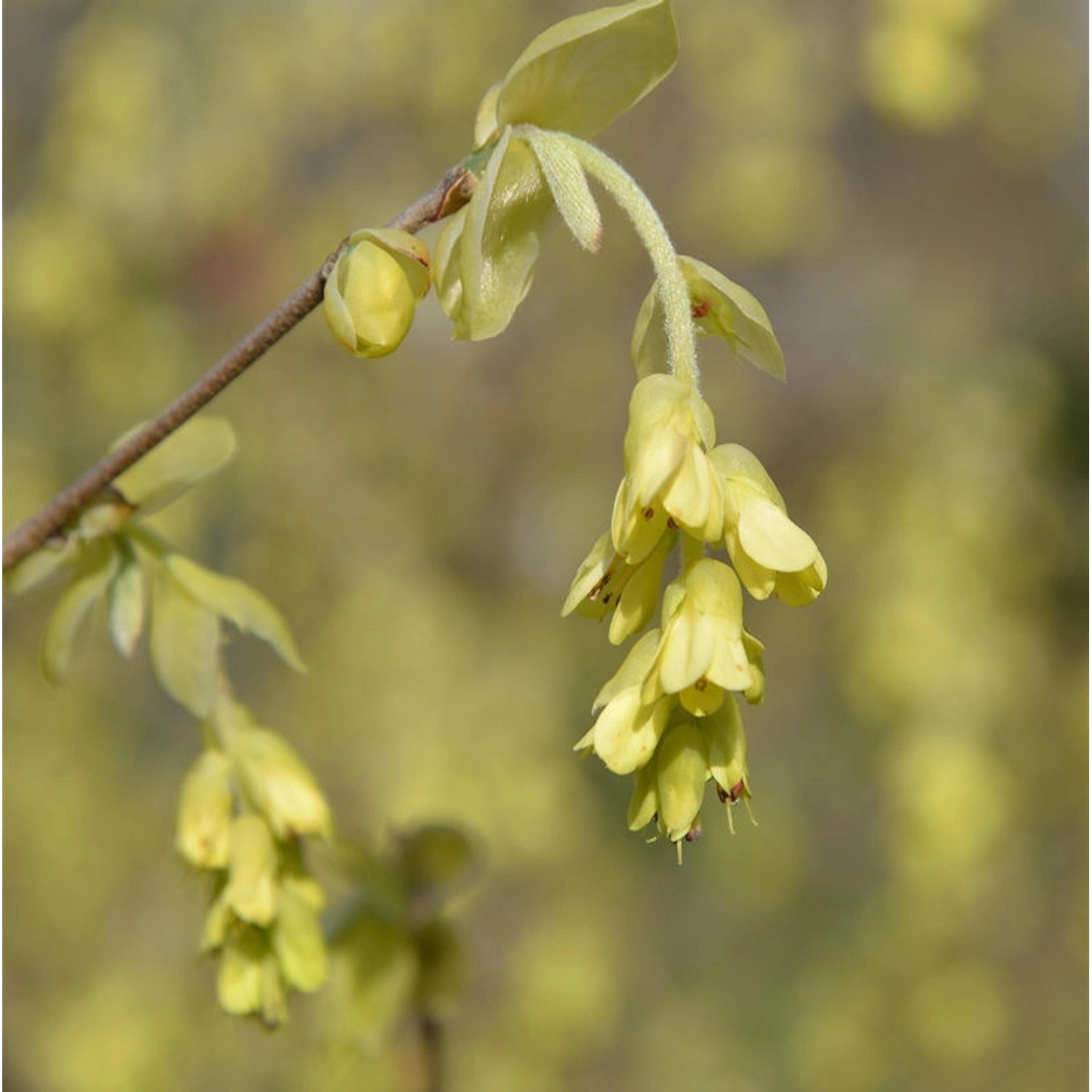 Ährige Scheinhasel 60-80cm - Corylopsis spicata günstig online kaufen